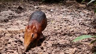 Blackandrufous elephant shrew [upl. by Otxis]