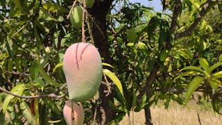 sinduri mango tree and fruits [upl. by Schubert]