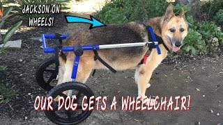 Our Dog Gets A Wheelchair [upl. by Annasor975]