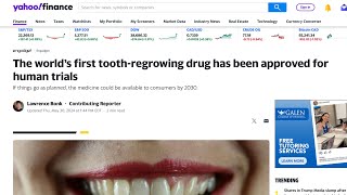 Update on human toothregrowing drug now set for September trials teeth [upl. by Aitnas]