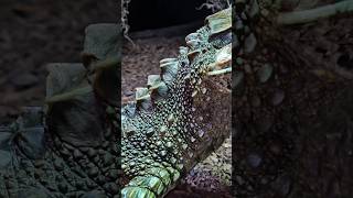 Smooth Fronted Caiman Body Armor Up Close dragon share trending new subscribe follow best [upl. by Olenka743]