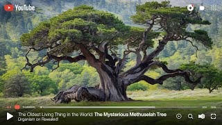 The Oldest Living Thing in the World The Mysterious Methuselah Tree Revealed [upl. by Adnaluy]