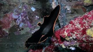 Platax pinnatus Batfish [upl. by Kulsrud]