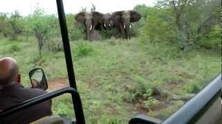 Elephant Encounter  Guiding through a tricky situation [upl. by Wemolohtrab]