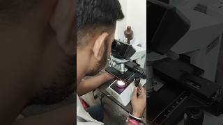 Pus cells under microscope  Urine examination under microscope youtubeshorts feedshorts bmlt [upl. by Aisyla443]