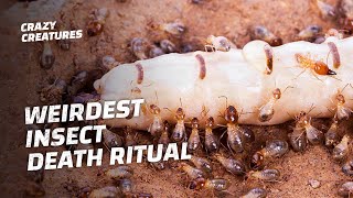 Why Termites Lick Their Own Queens to Death [upl. by Minna]