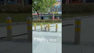 Smartest Dog Ever 🧠🐶 You Won’t Believe What He Can Do smartdog funnydogs pets [upl. by Nylrahs102]