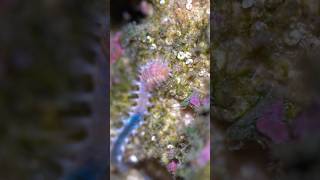 halloween Polychaeta bristleworm reef aquarium cleanupcrew [upl. by Checani]