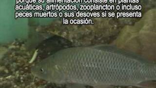 Cyprinus carpio CARPA alimento o contaminante [upl. by Wadlinger343]