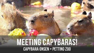 Capybaras Hot Spring  Petting Zoo in Japan [upl. by Nnodnarb122]