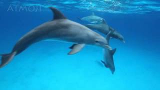 Bottlenose Dolphins [upl. by Rowe483]