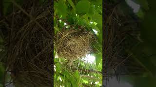 Birds nestnest bird birdlovers birdslover gaon ri dhara [upl. by Erlewine84]