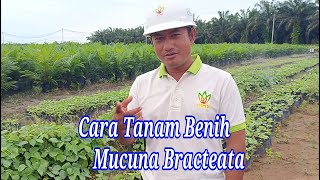 Cara Menanam Benih Mucuna Bracteata [upl. by Francine]