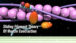 Sliding Filament Theory Of Muscle Contraction Explained [upl. by Sinaj]