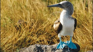 Lindblad Expeditions Galapagos Cruises  Going Where Awesome Is [upl. by Nydia]