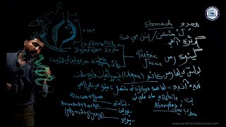 Alimentary Organs Digestive system Science Class 7 Chapter 1  Lecture 2 Sindh Online School [upl. by Darees573]