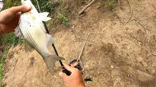 Rowlett Creeck Whitebass Spawn season 2024 EP 3 whitebass fishingfishing fishing cauca câucá [upl. by Ayital796]