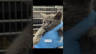 Sick Kittens Get Subcutaneous Fluid Therapy [upl. by Abebi533]