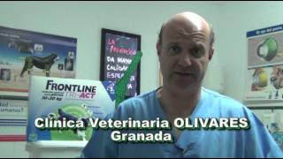 Cómo controlar una hemorragia en un perro o un gato [upl. by Kerin]