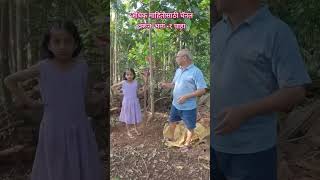 dhoop tree धूपाचे झाड Ailanthus malabaricum konkan guhagar tree trees agriculture trending [upl. by Aninaig310]