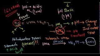 Celis helicobacter pylori urea breath test [upl. by Adnalue137]