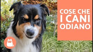 10 cose che i cani odiano delle persone – CURIOSITÀ sui cani [upl. by Eikcir]