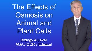 A Level Biology Revision quotThe Effects of Osmosis on Animal and Plant Cellsquot [upl. by Medora]