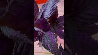 Persian Shield aka Strobilanthes dyeriana plants houseplantlover houseplants nature naturelover [upl. by Alarick878]