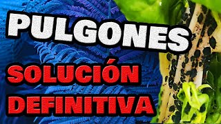 Erradicar el PULGÓN en Plantas 💐 SOLUCIÓN Eliminar Pulgones de forma Ecológica [upl. by Nairot]