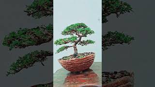 Premna Microphylla Bonsai Tree adityastinytrees [upl. by Eidur]