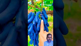 Grape plantfarming shorts viralvideo mkfarmmedia [upl. by Milla]