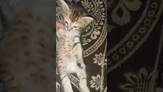 Sleepy cat😺catlover sleepycat youtubeshorts trending [upl. by Serolod]