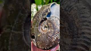 Eleganticeras Ammonite Fossil 🌀 fossilhunting fossils shorts coast rock sea beach ammonite [upl. by Dorr589]