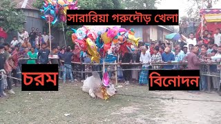 সারারিয়া গরুদৌড় খেলায় চরম বিনোদন না দেখলে মিস  SM FOOD [upl. by Sabas]