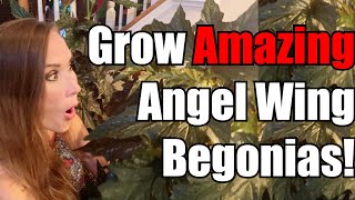 Grow Amazing Angel Wing Begonias  Angel Wing Care Guide  Secrets to Awesome Angel Wing Begonias [upl. by Gnut127]