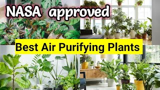 8 Best air purifying indoor plants  Keep room air always fresh [upl. by Blossom295]