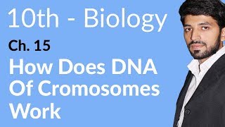 10th Class Biology Chapter 15  How Does DNA of Chromomes Work  Class 10 Biology Chapter 15 [upl. by Ahsilra]