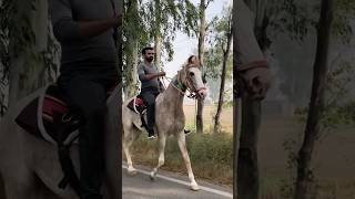 Ganga On Road 🔥🌪️DhullStudFarm ganga chaal trending reels horselover reelstrending mare [upl. by Favrot591]