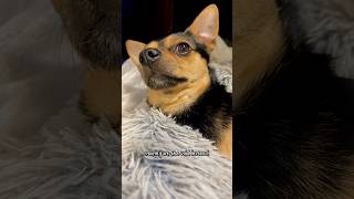 THIS Dogs Sleep Problems Hit Different dogshorts funnydogs [upl. by Arbma815]