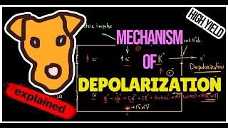 Mechanism of Depolarization Hyperpolarization [upl. by Macegan258]