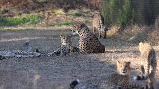 チーター 千葉市動物公園のチーターの子供たち [upl. by Nalliuq95]