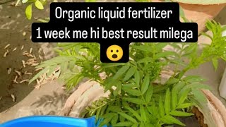 organic liquid fertilizer  best result paye 1 week me gardenplants garden fertilizer [upl. by Trefler]