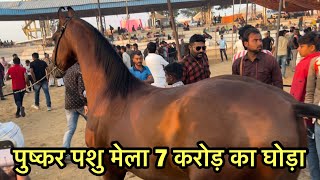 Pushkar mela Rajasthan  Pushkar fair 2023  Pushkar mela  Pushkar fair  Pushkar horse fair [upl. by Hoes273]