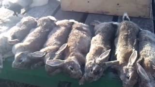 Un après midi de chasse aux lapins avec 3 furets [upl. by Petrine]