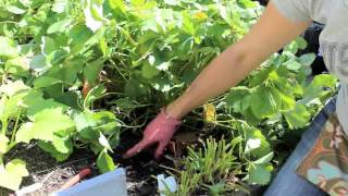 How to Renovate prune your Junebearing Strawberry Patch [upl. by Hayne]