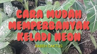 CARA MUDAH MEMPERBANYAK amp MEMISAHKAN KELADI NEON  ALOCASIA PRYDEK [upl. by Attenohs]