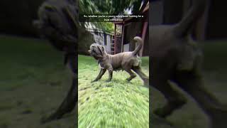 Mastiff  Unveiling the Majestic Neapolitan Mastiff A Closer Look at This Remarkable Giant Breed [upl. by Ydiarf304]