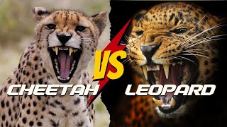 CHEETAH VS LEOPARD  5 JawDropping Differences You NEVER Knew [upl. by Nelubez]