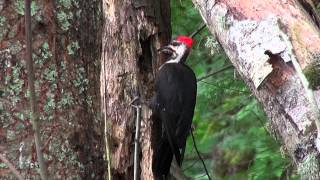 Pileated Woodpecker in Action [upl. by Casmey676]