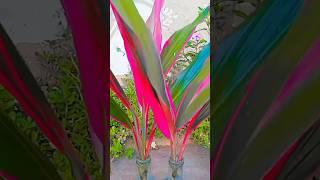 Part 1 How To Propagate Dracaena  Ti Plant In Water। [upl. by Syl]